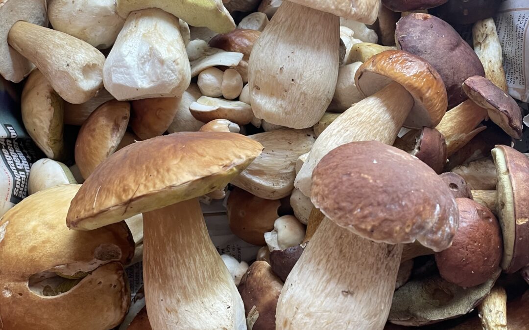 Kochkurs Wild und Pilze2025/10/23 18:00 - 2025/10/23 22:00